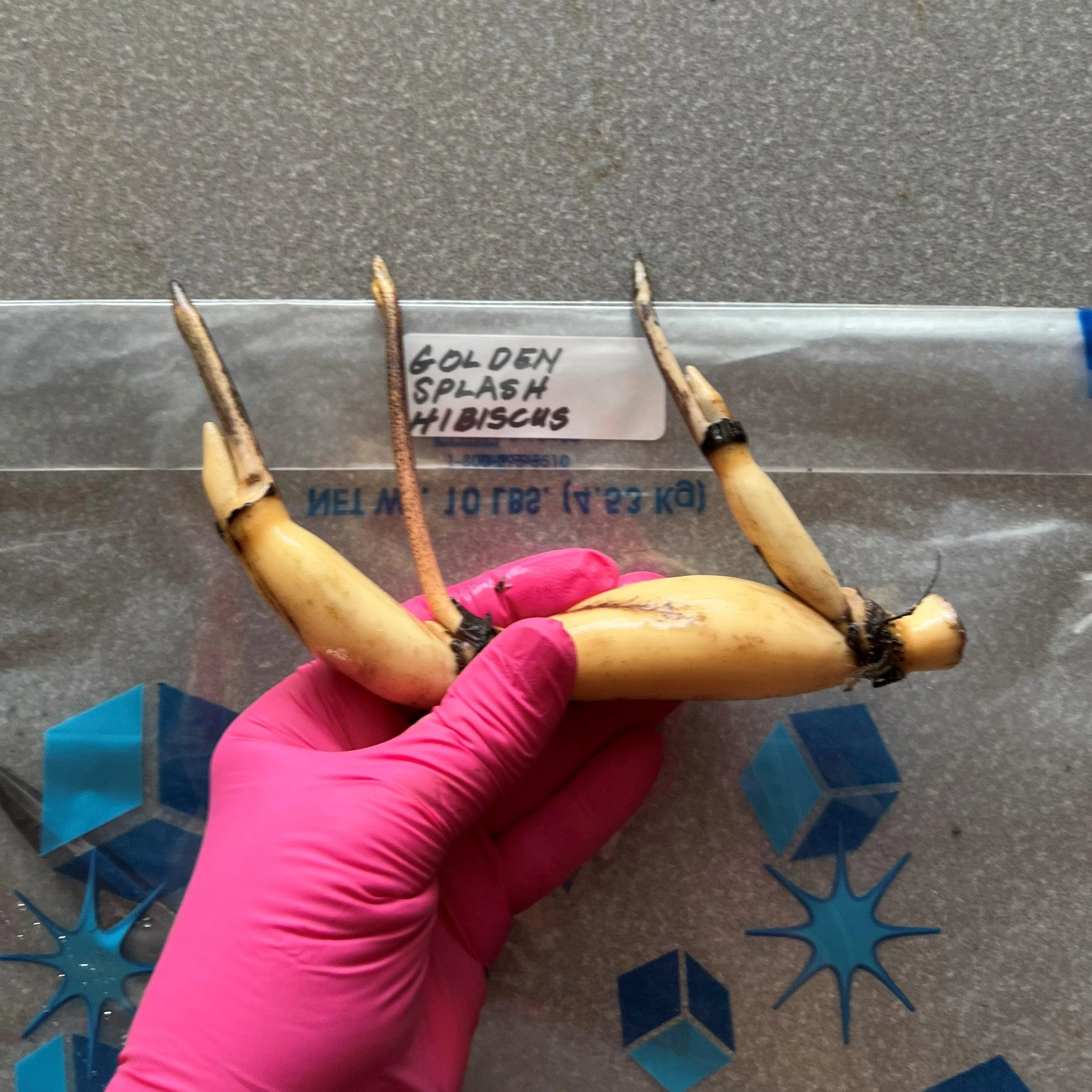 2024 Golden Splash Hibiscus - Variegated Leaves Lotus (Bare Root)