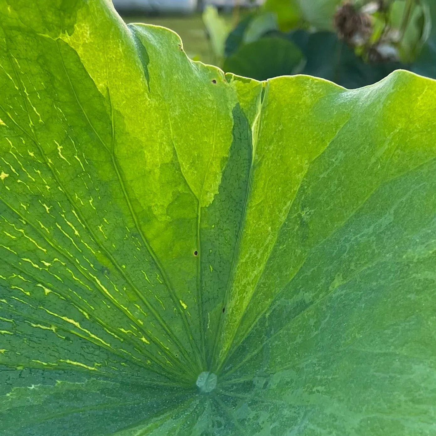 2024 Golden Splash Hibiscus - Variegated Leaves Lotus (Bare Root)