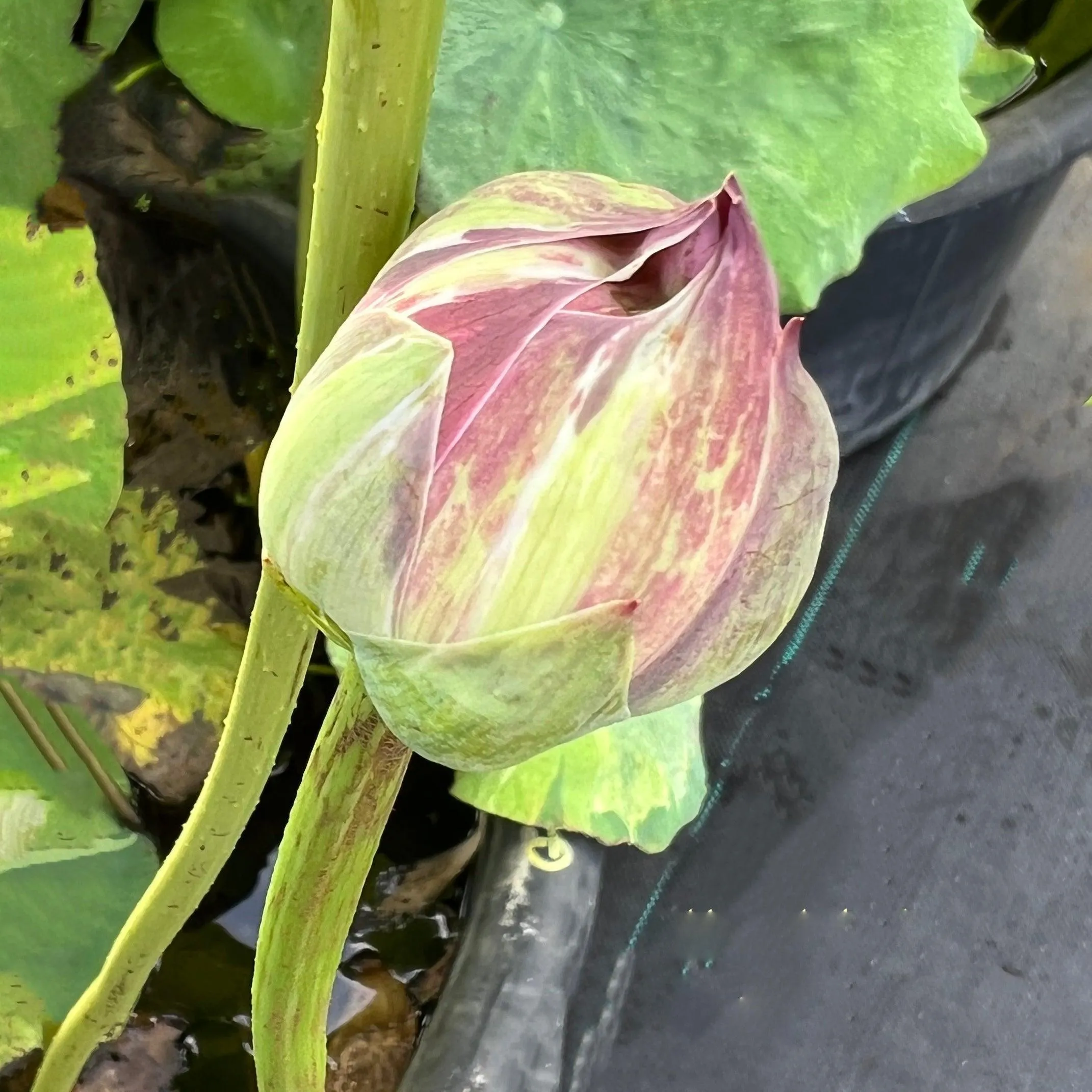 2024 Golden Splash Hibiscus - Variegated Leaves Lotus (Bare Root)
