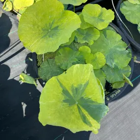 2024 Golden Splash Hibiscus - Variegated Leaves Lotus (Bare Root) 2024 Golden Splash Hibiscus - Variegated Leaves Lotus (Bare Root)