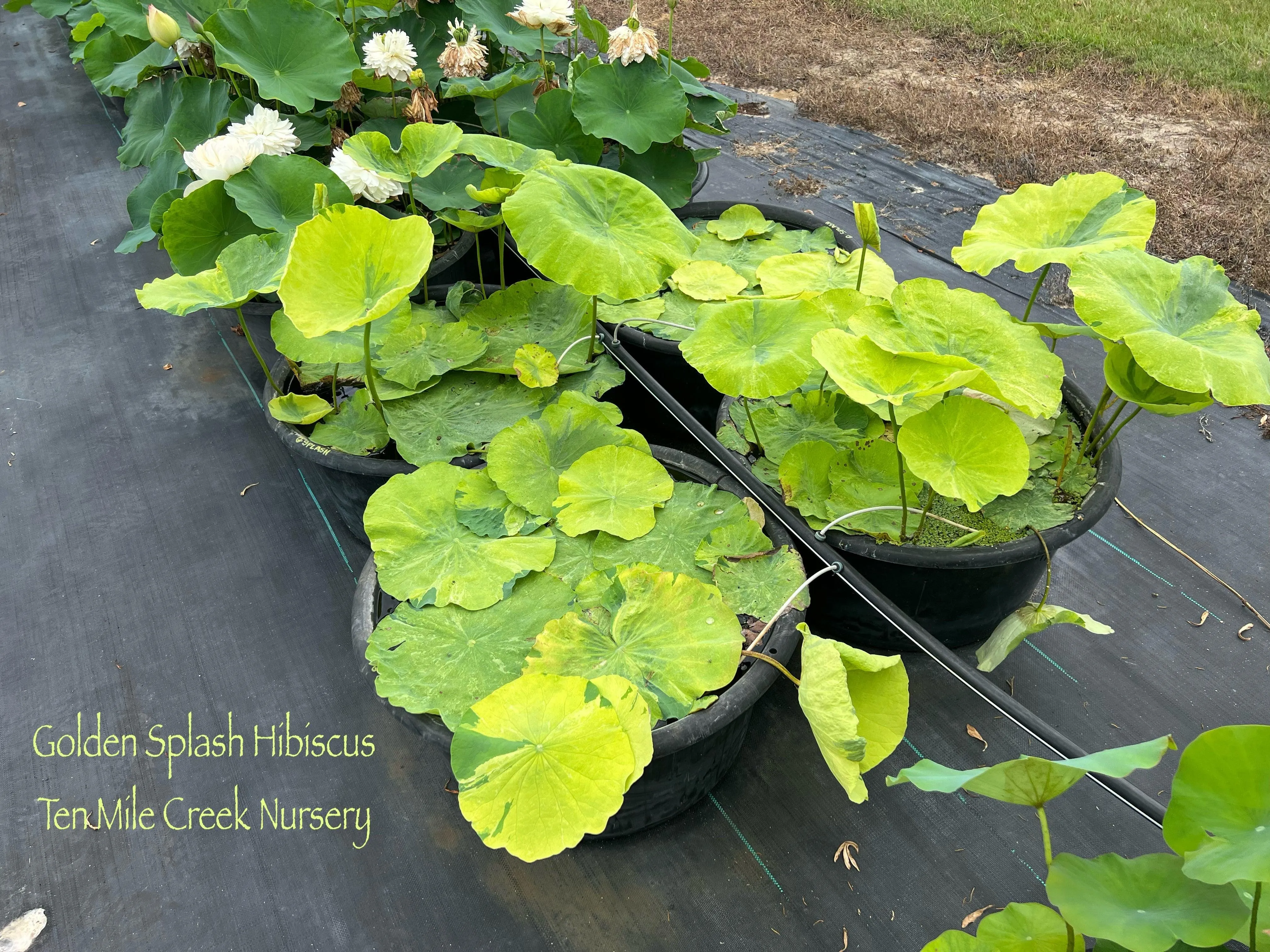 2024 Golden Splash Hibiscus - Variegated Leaves Lotus (Bare Root)
