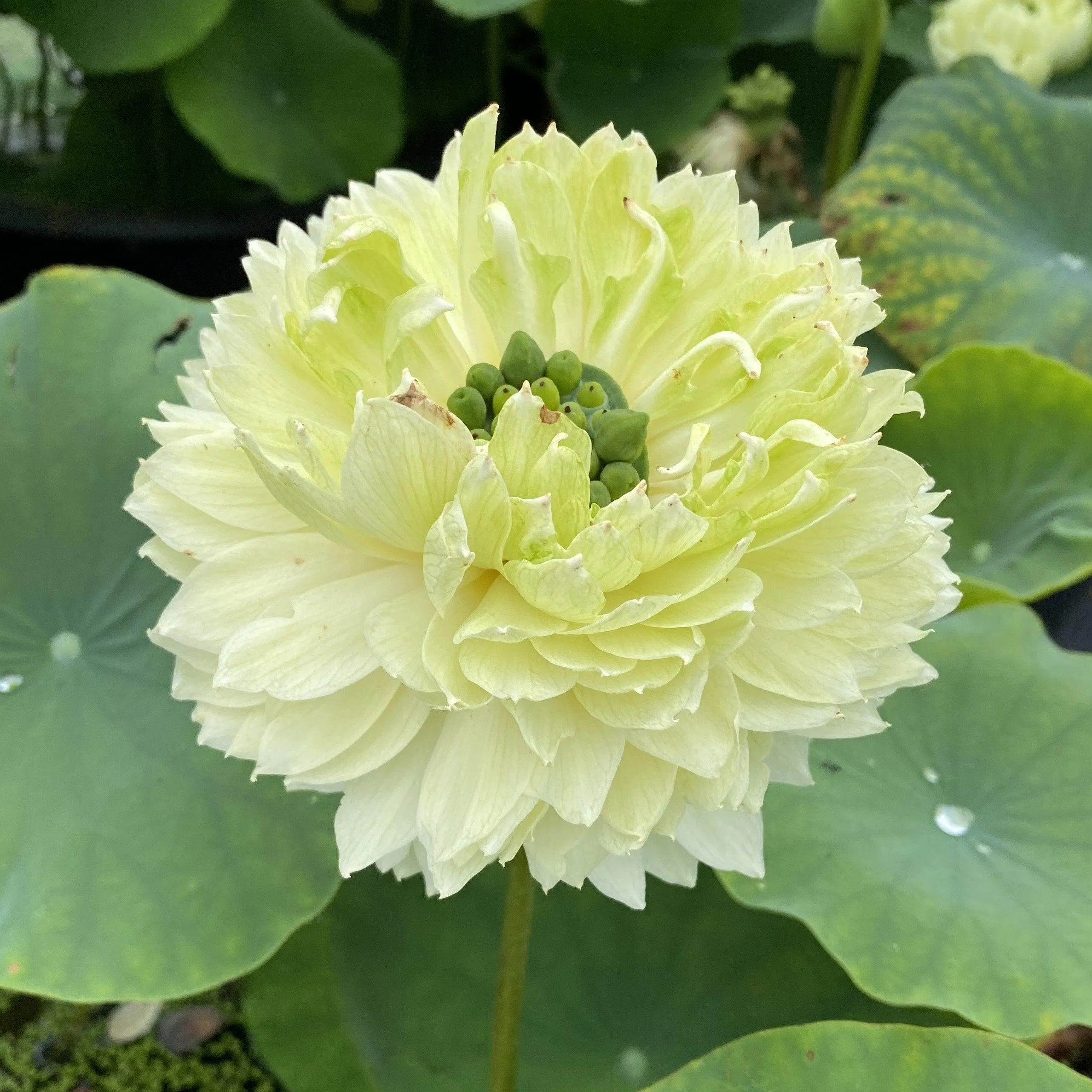 2024 Gwendolyn's Golden Glow Lotus (Bare Root)