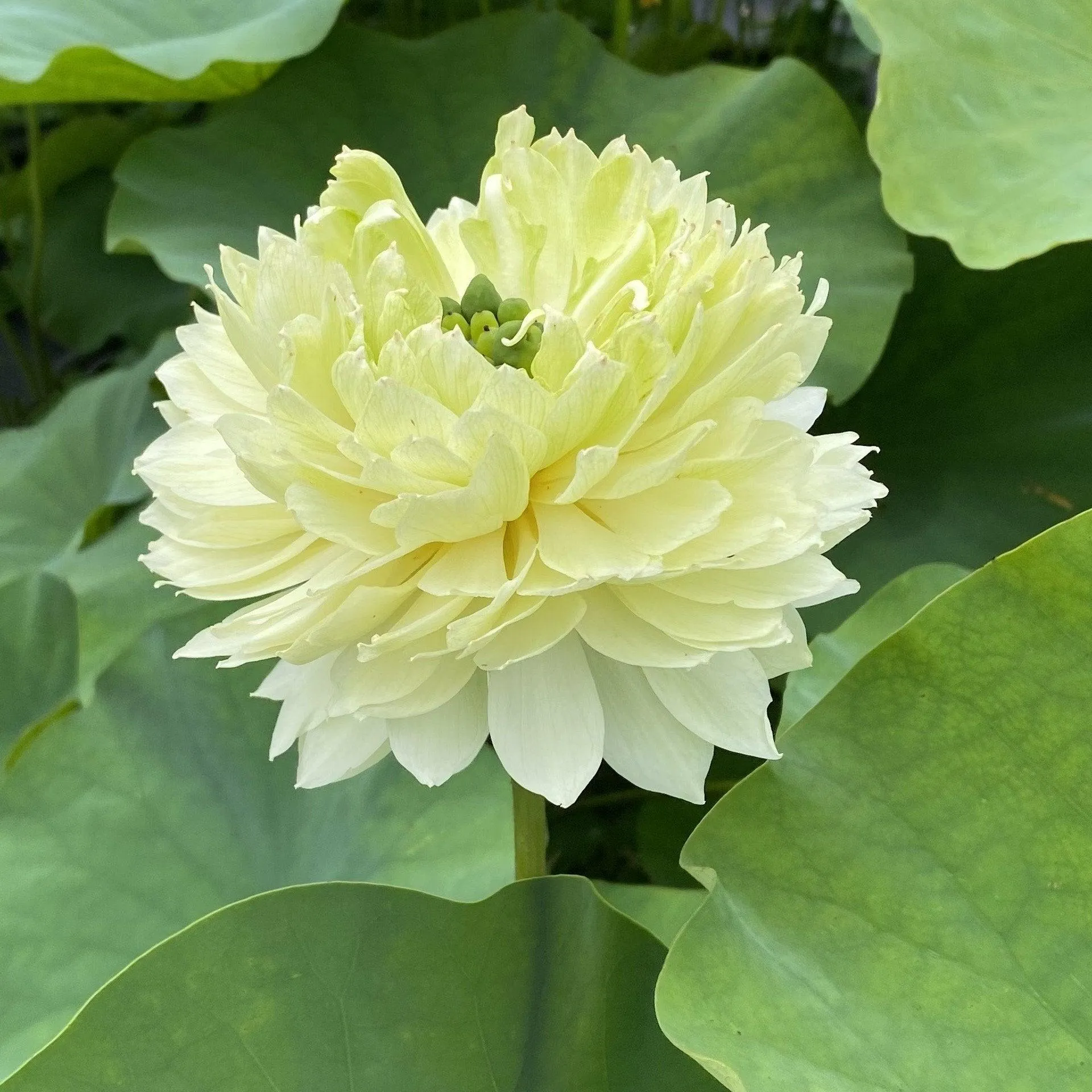 2024 Gwendolyn's Golden Glow Lotus (Bare Root)