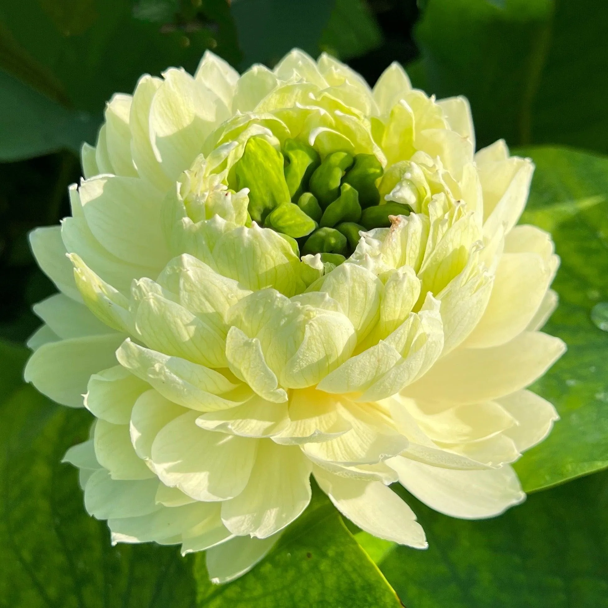 2024 Gwendolyn's Golden Glow Lotus (Bare Root)