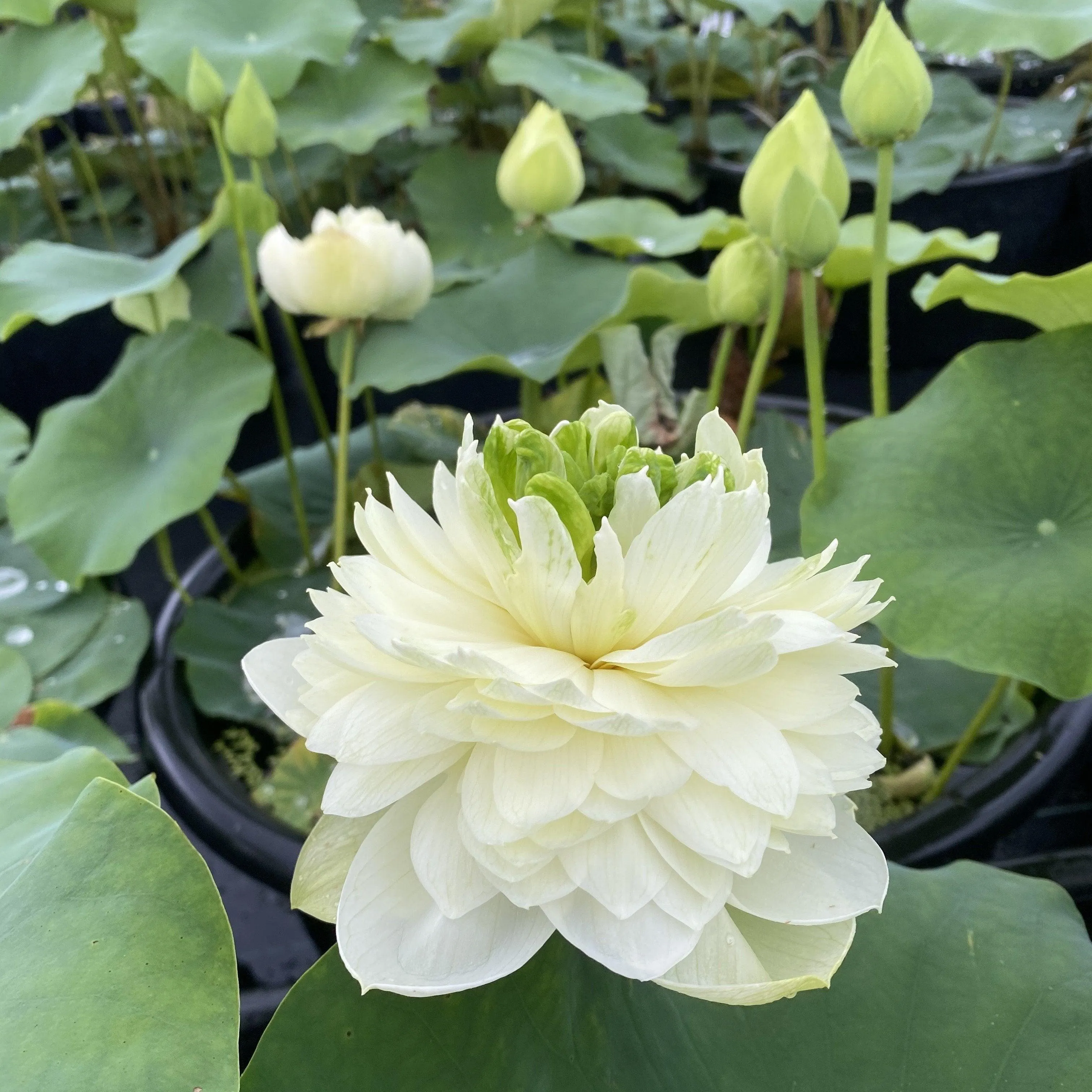 2024 Gwendolyn's Golden Glow Lotus (Bare Root)
