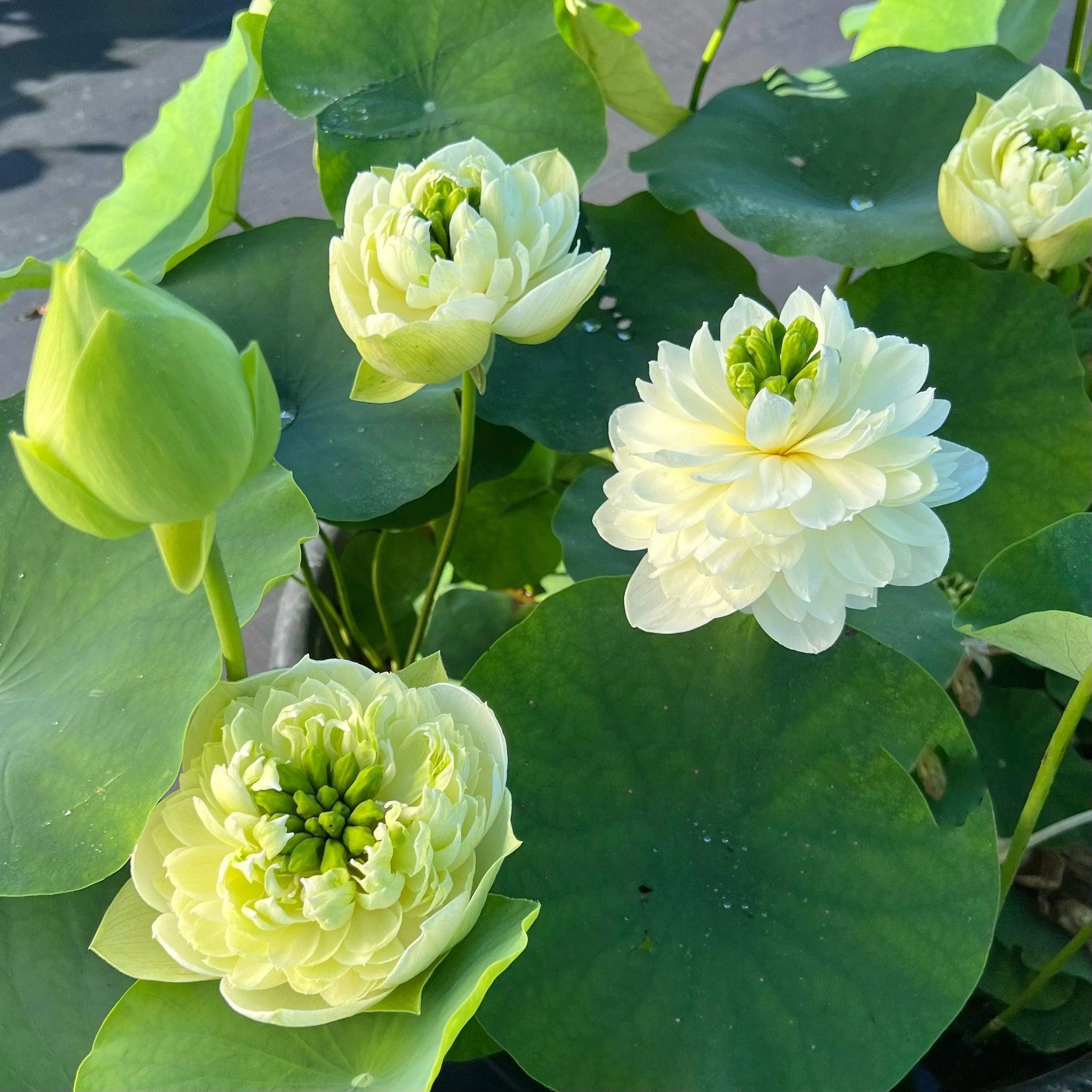 2024 Gwendolyn's Golden Glow Lotus (Bare Root)