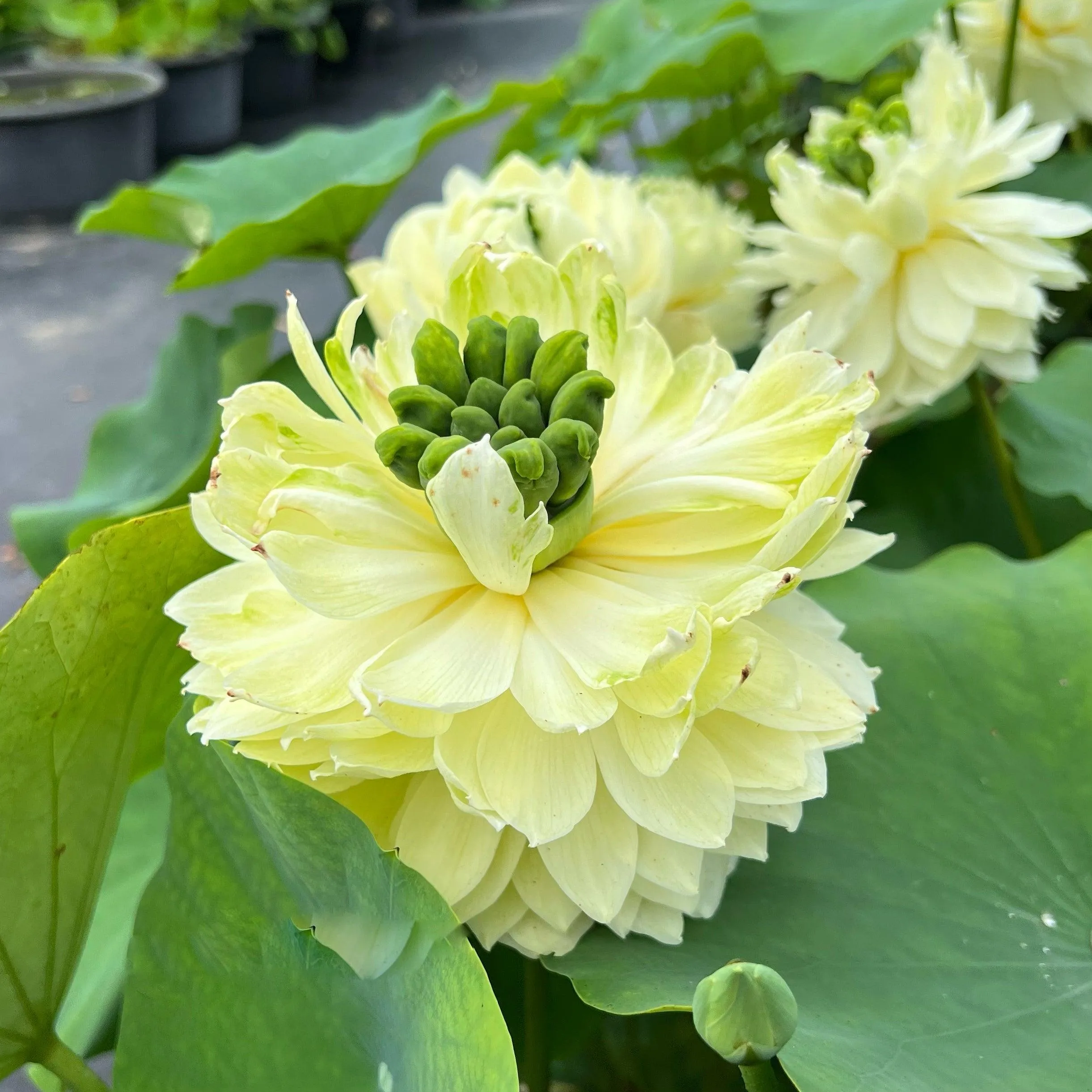 2024 Gwendolyn's Golden Glow Lotus (Bare Root)