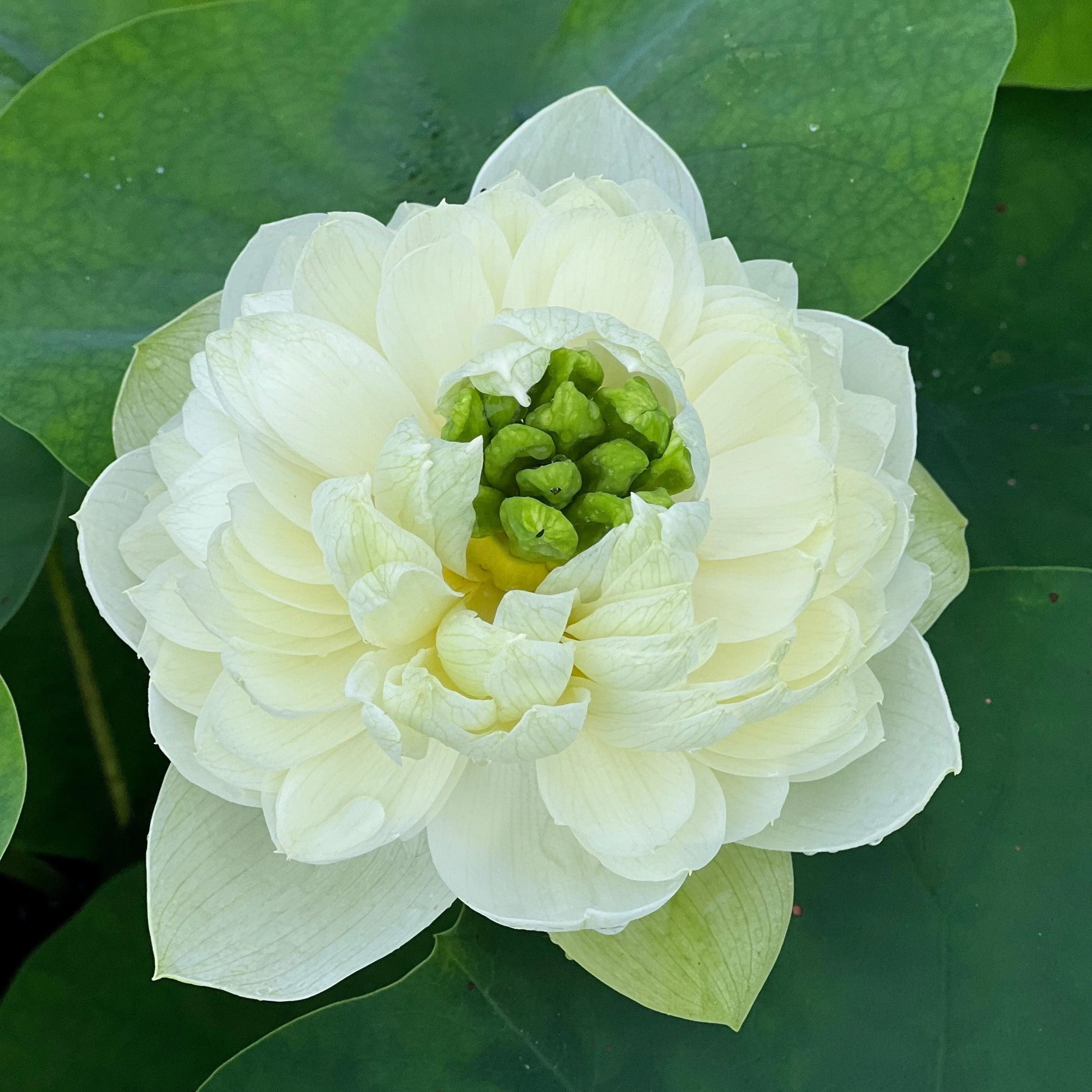 2024 Gwendolyn's Golden Glow Lotus (Bare Root)