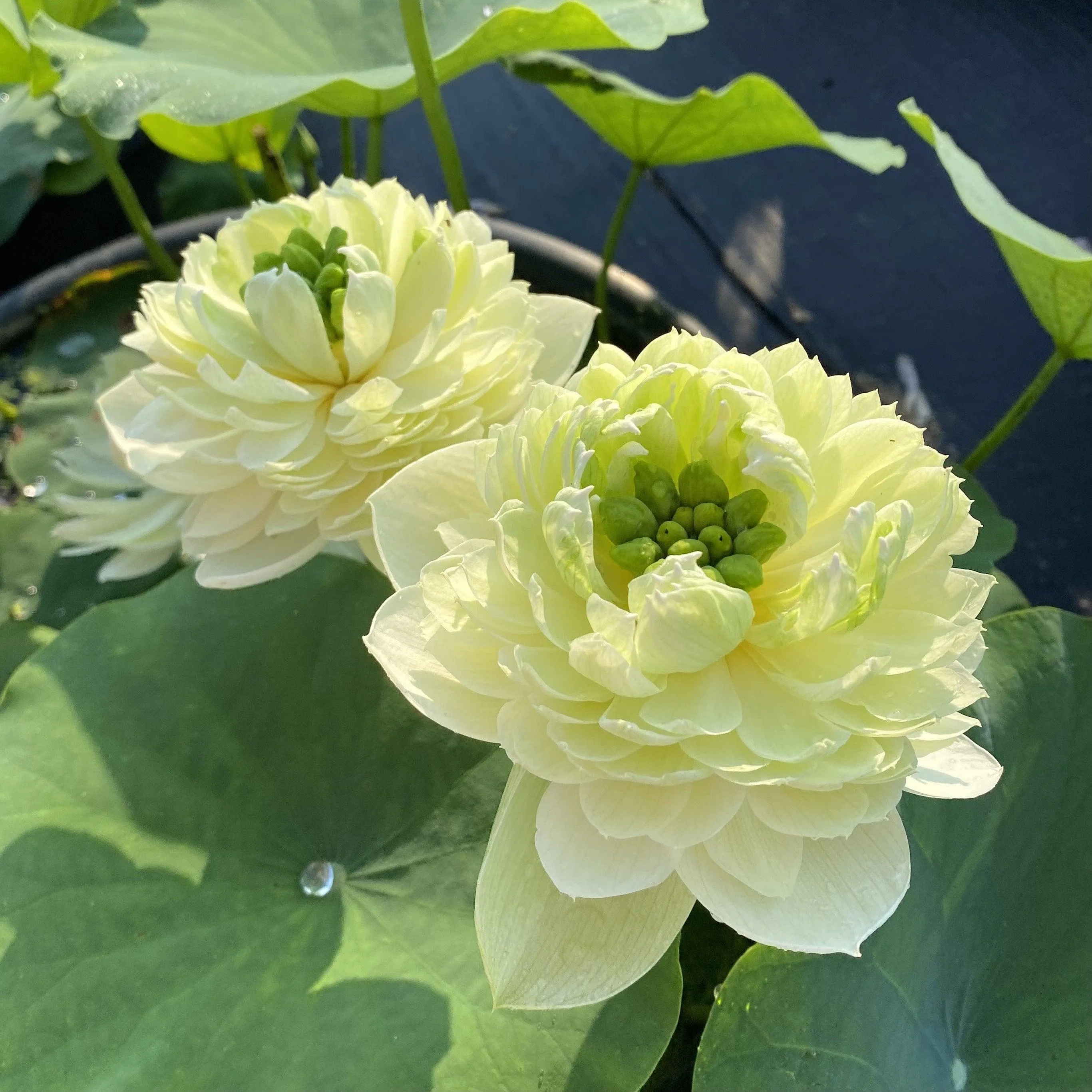 2024 Gwendolyn's Golden Glow Lotus (Bare Root)