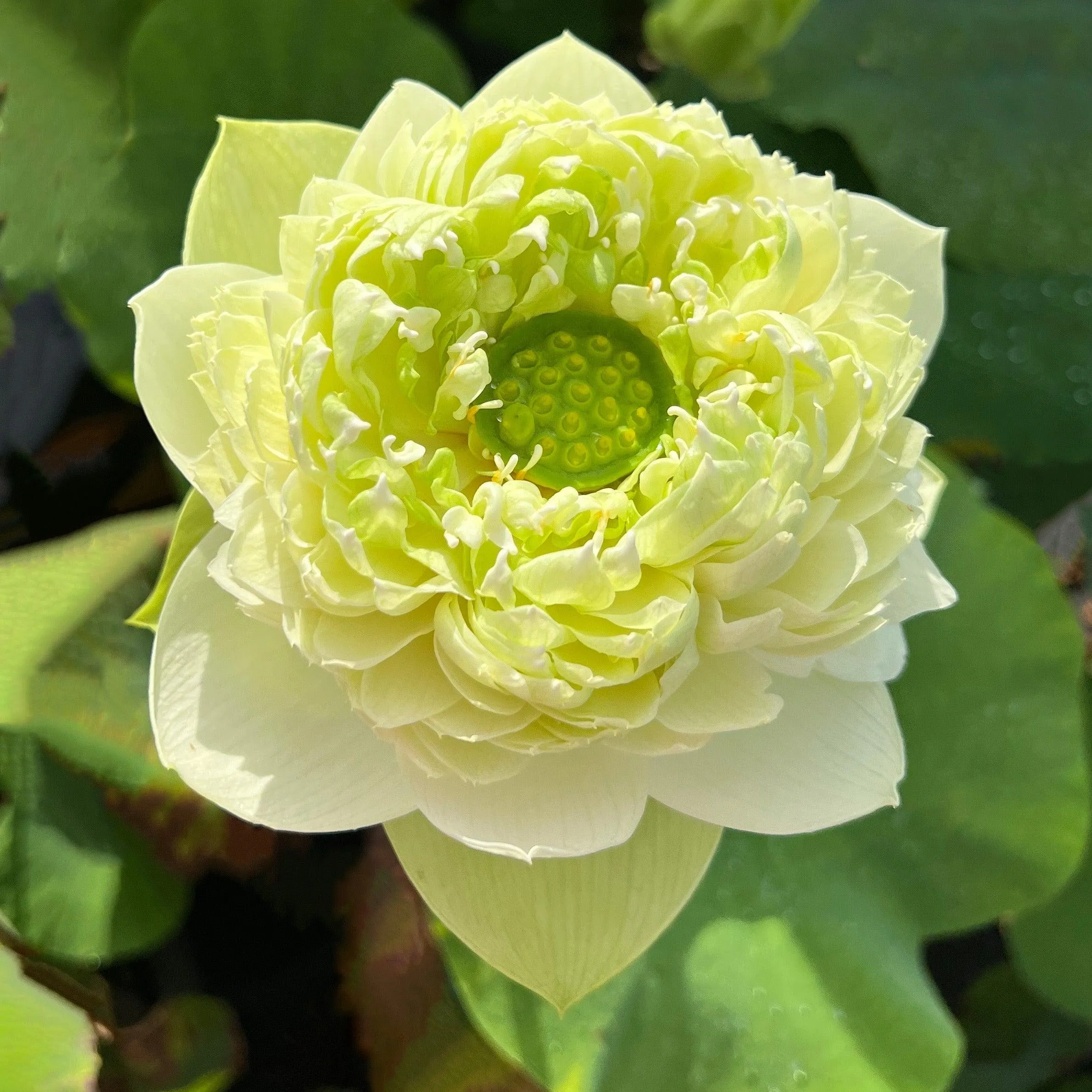 2024 Gwendolyn's Golden Glow Lotus (Bare Root)