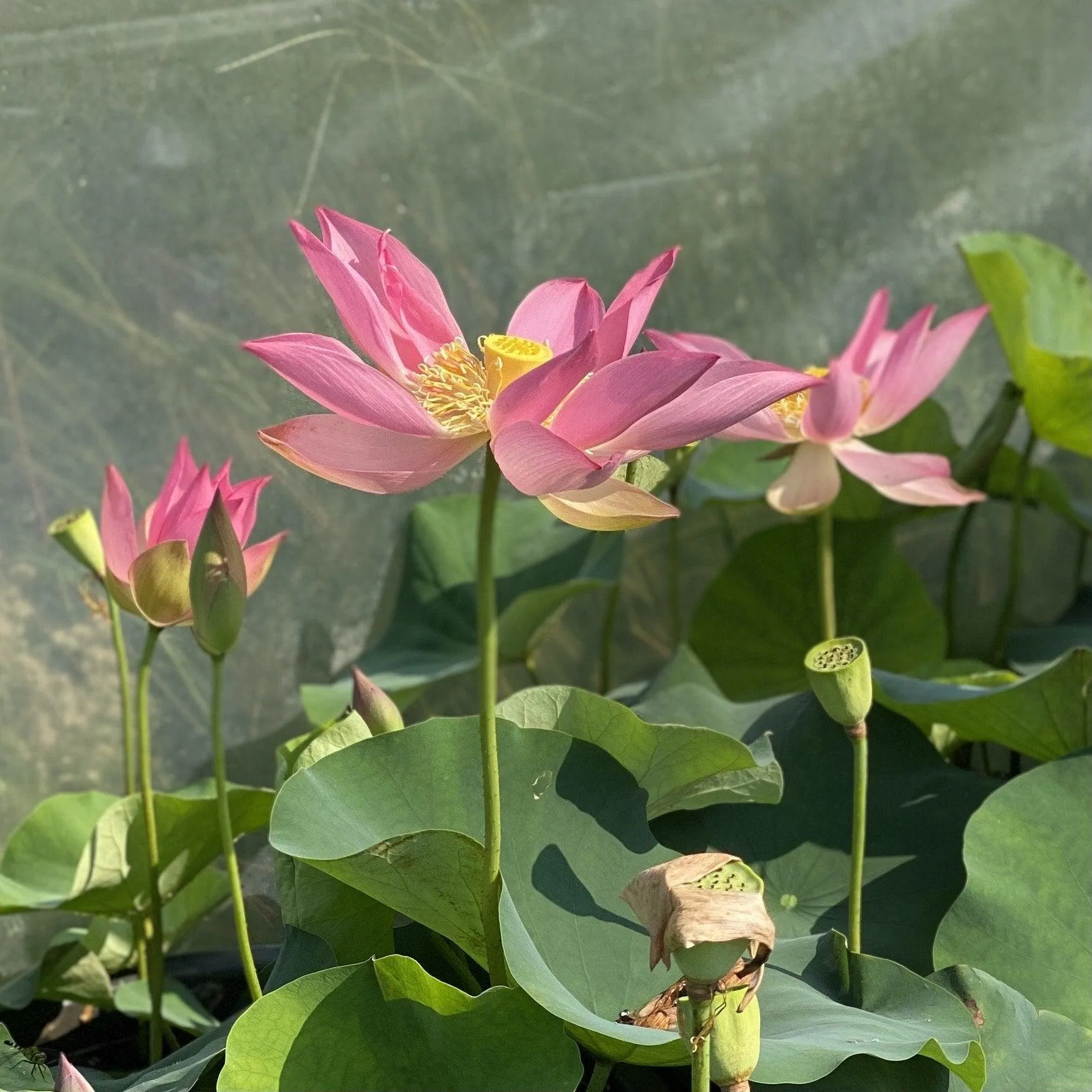 Brocade on Red Cloth Lotus (Bare Root)