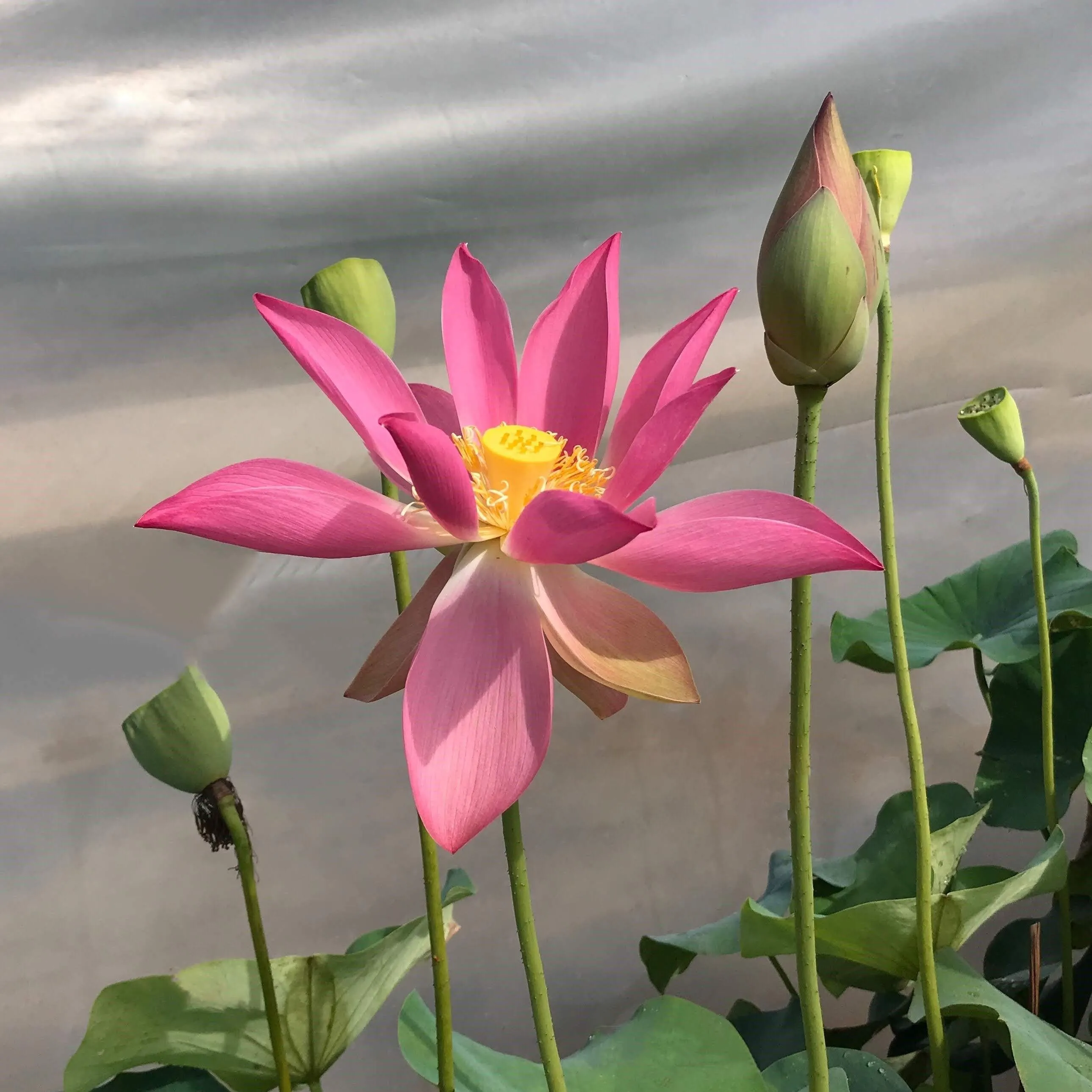 Brocade on Red Cloth Lotus (Bare Root)