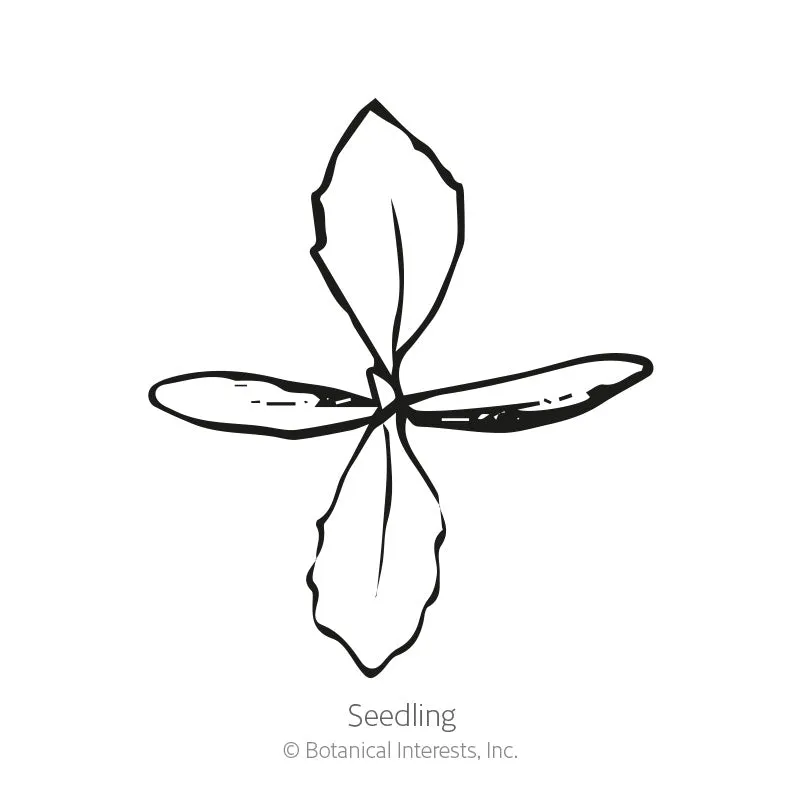 Fairy Bouquet Linaria Seeds